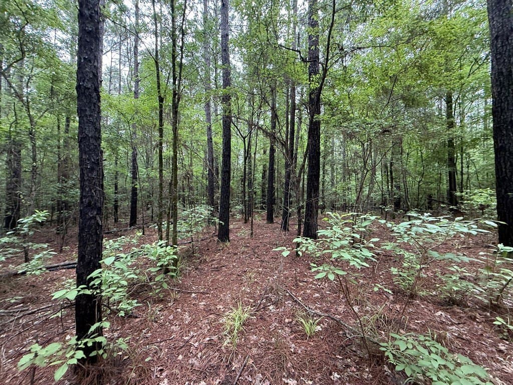 5 acres in Texas County - photo 16