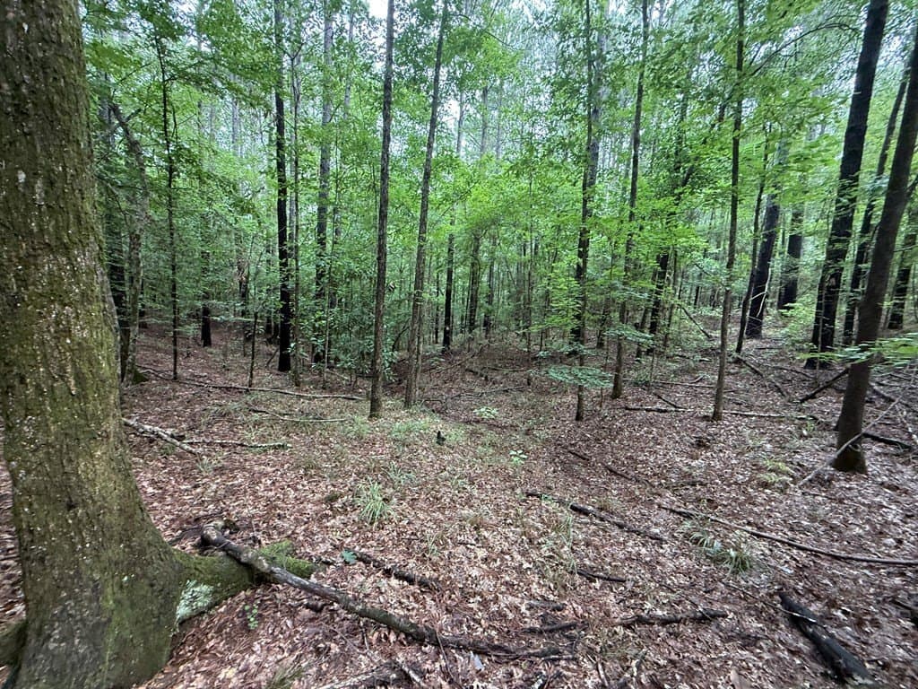 5 acres in Texas County - photo 8