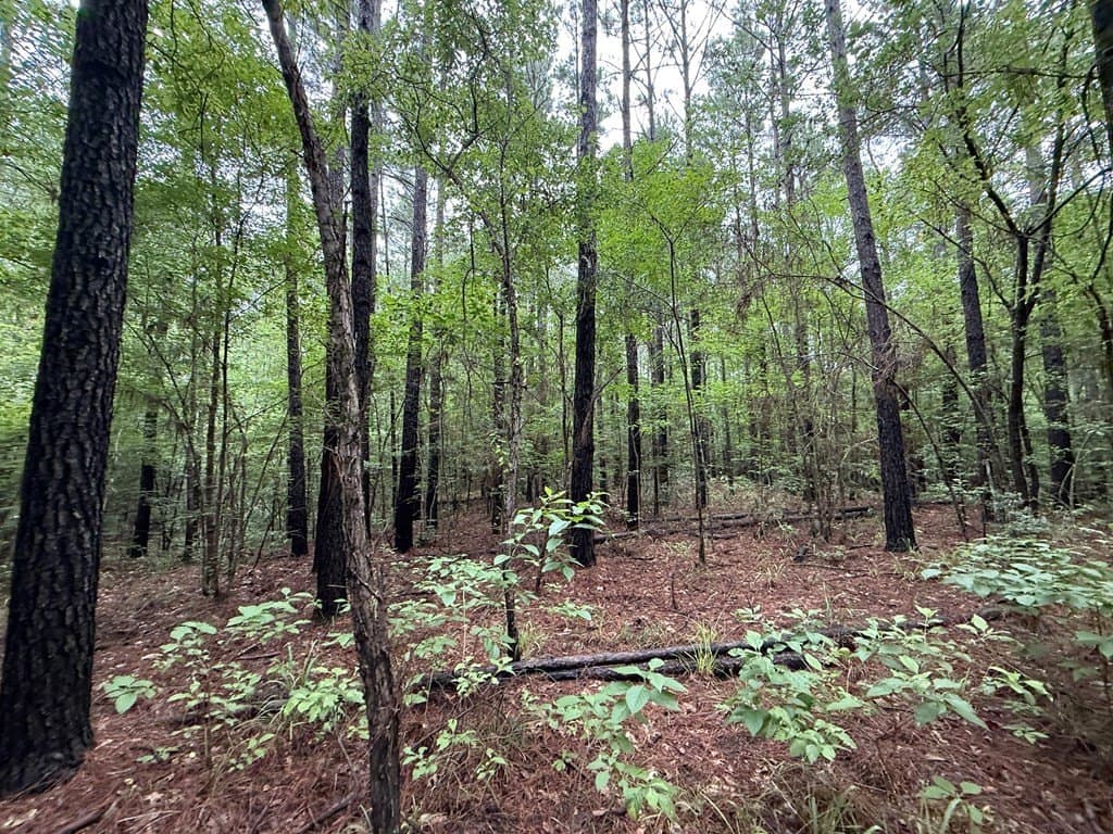 5 acres in Texas County - photo 17