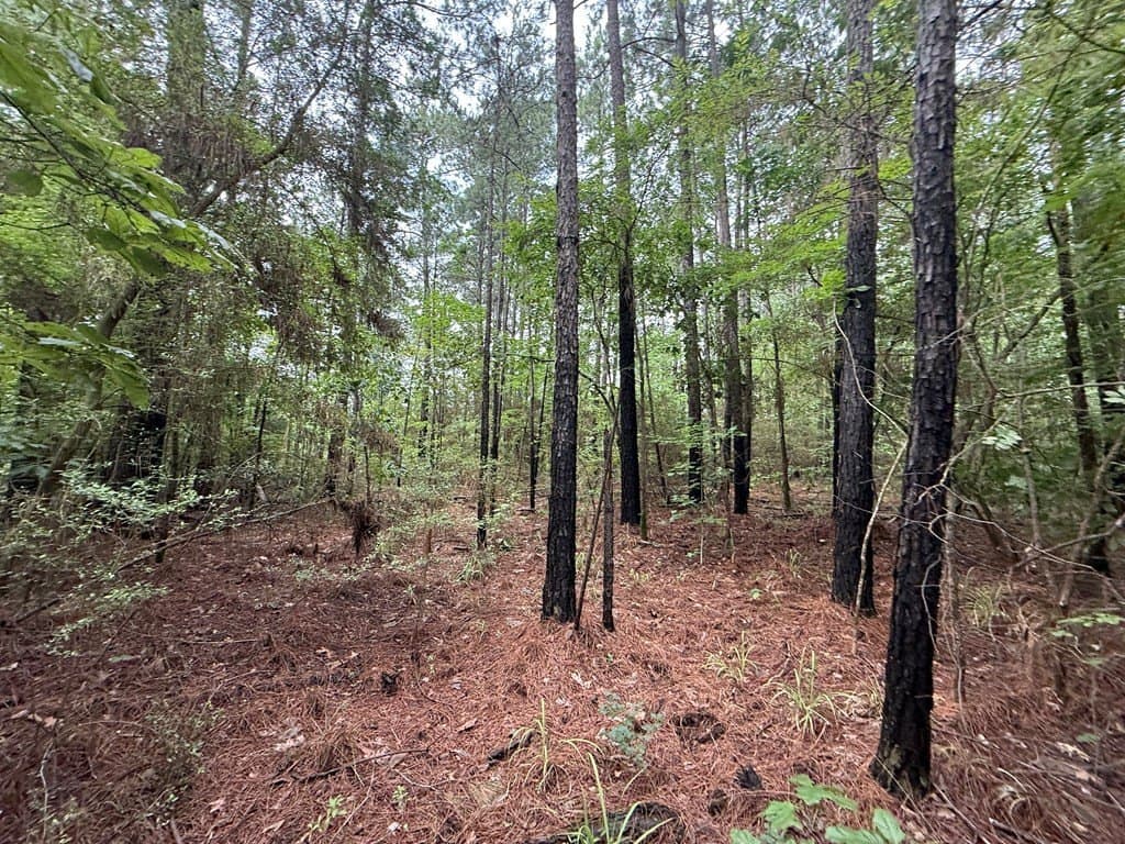 5 acres in Texas County - photo 6