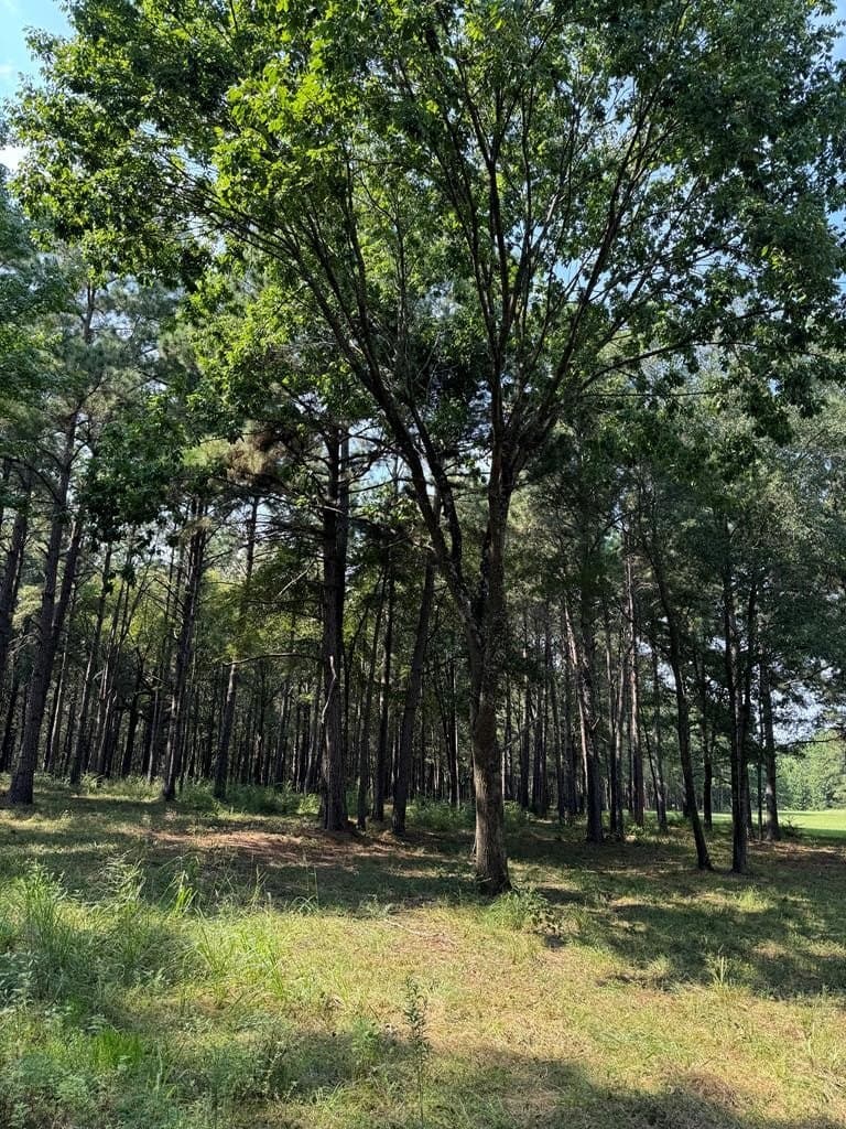 37.79 acres in Texas County gallery image 4
