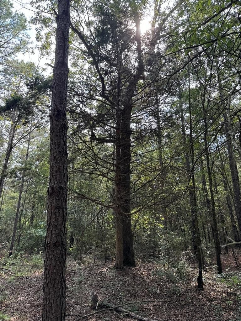 37.79 acres in Texas County - photo 7