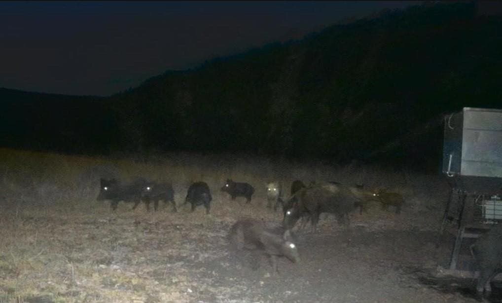 77.81 acres in Uvalde County gallery image 4