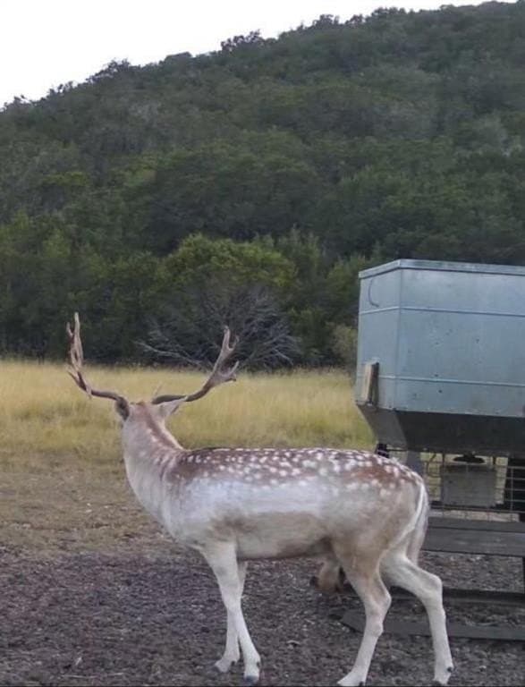 77.81 acres in Uvalde County gallery image 2