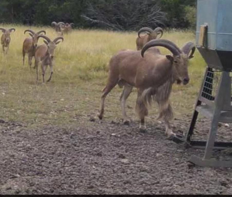 77.81 acres in Uvalde County gallery image 3