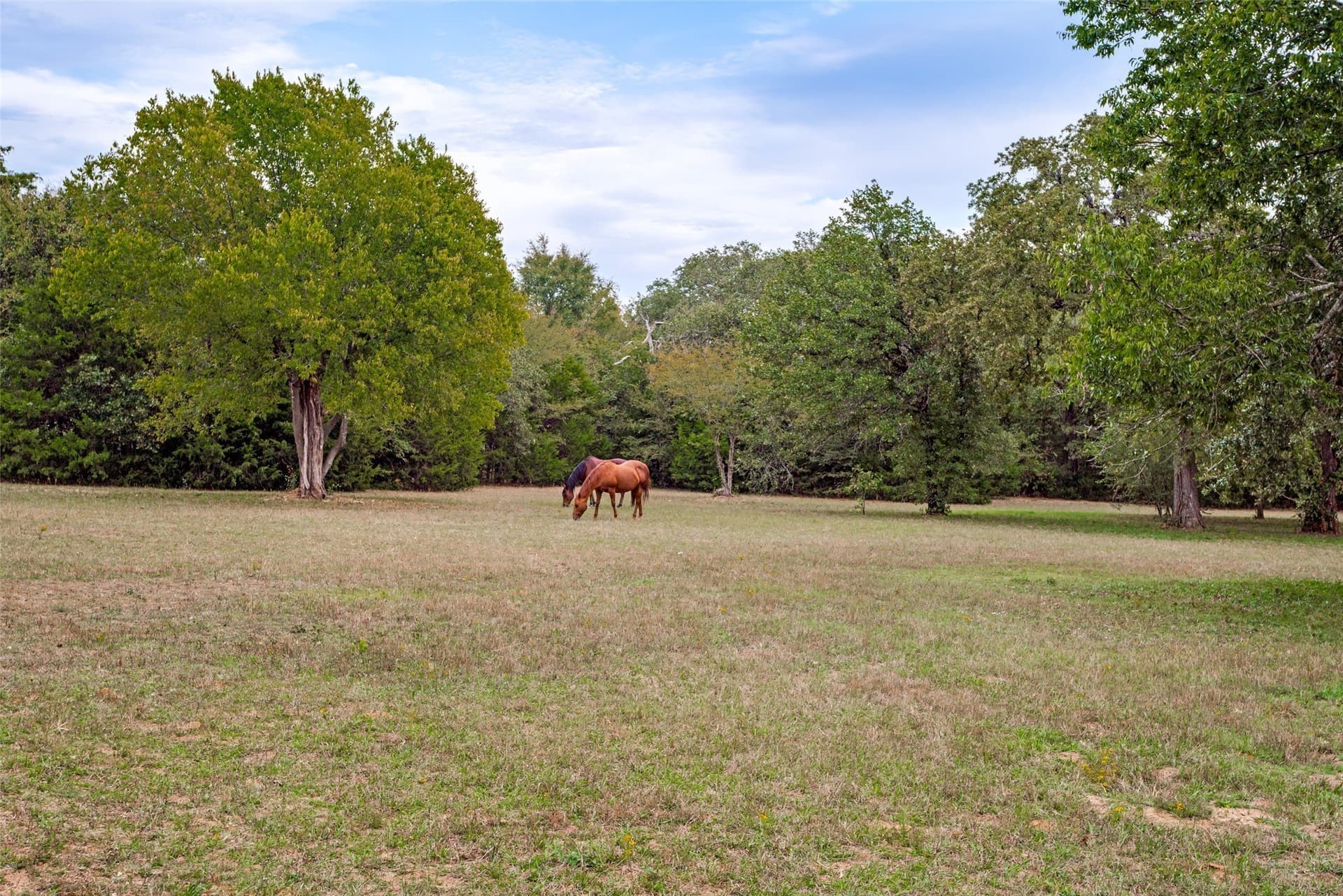31.09 acres in Cooke County - photo 9