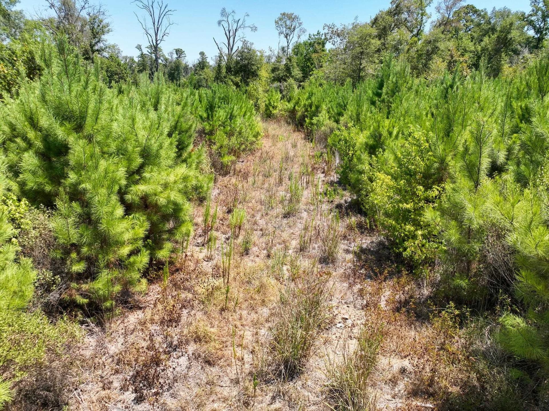 24 acres in Texas County - photo 7