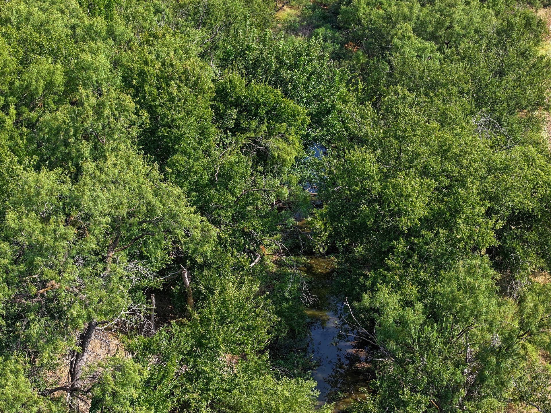 54.55 acres in Taylor County - photo 4