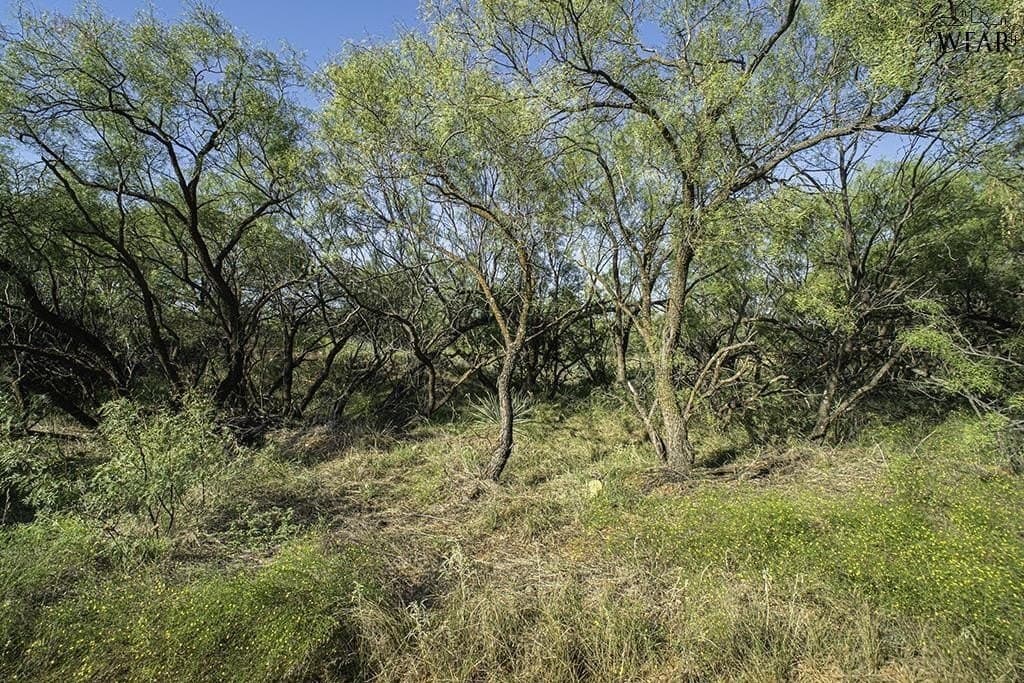 19.1 acres in Wichita County gallery image 3