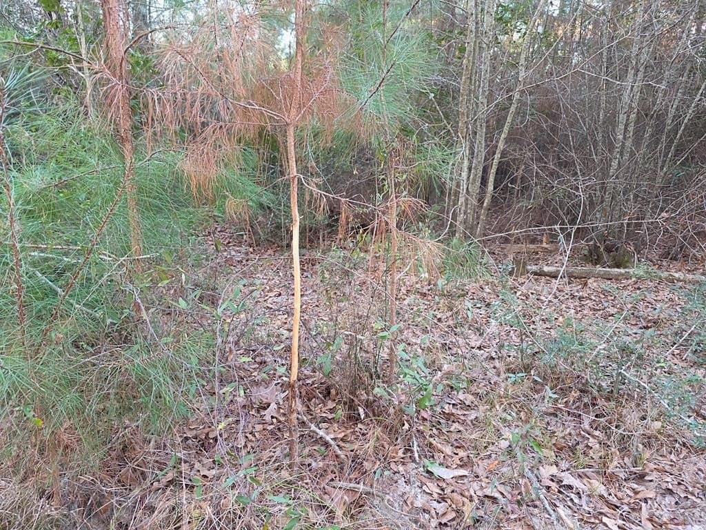 39.09 acres in Texas County - photo 32