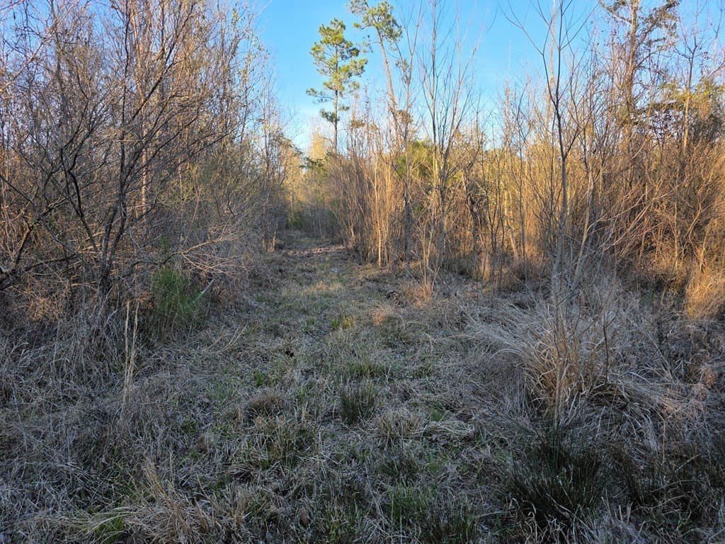 39.09 acres in Texas County - photo 12