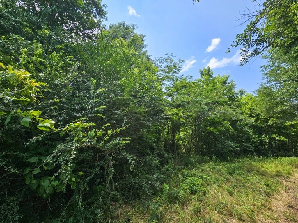 17.05 acres in ANDERSON County - photo 7