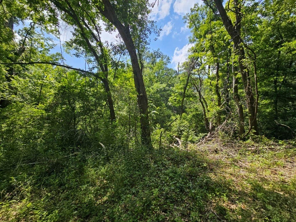 17.05 acres in ANDERSON County - photo 10