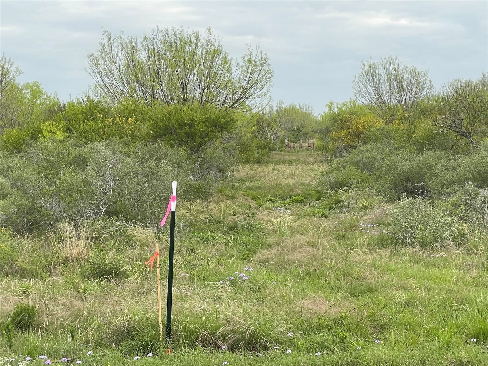2.98 acres in Frio County gallery image 2