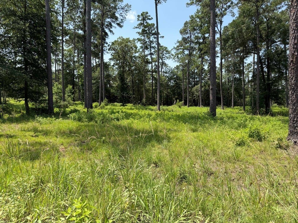 1 acres in Texas County - photo 6