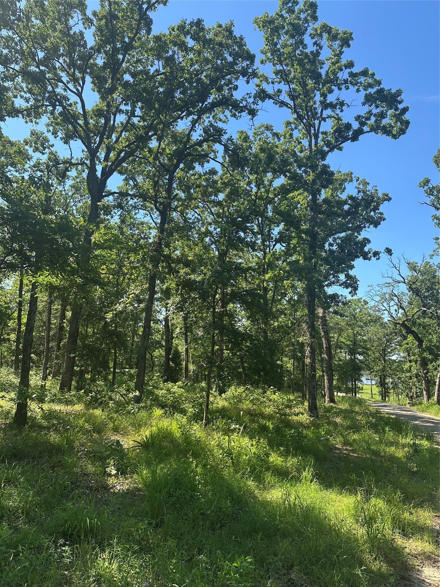 4 acres in Henderson County gallery image 4