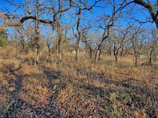 0.28 acres in Montague County - photo 4