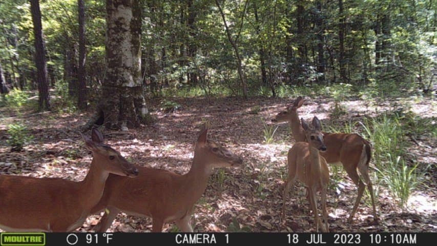 26.48 acres in San Augustine County - photo 5