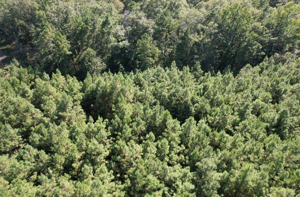 26.48 acres in San Augustine County - photo 13