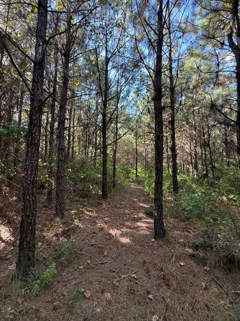 26.48 acres in San Augustine County - photo 20