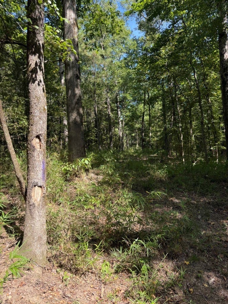 26.48 acres in San Augustine County - photo 29