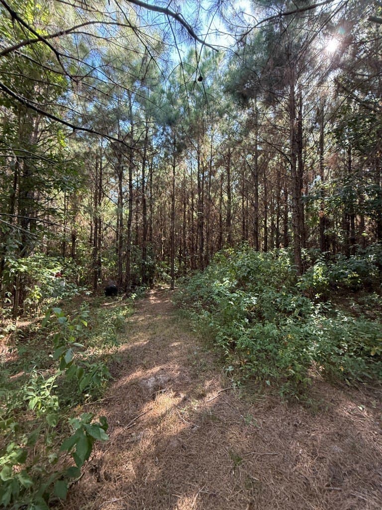 26.48 acres in San Augustine County - photo 19