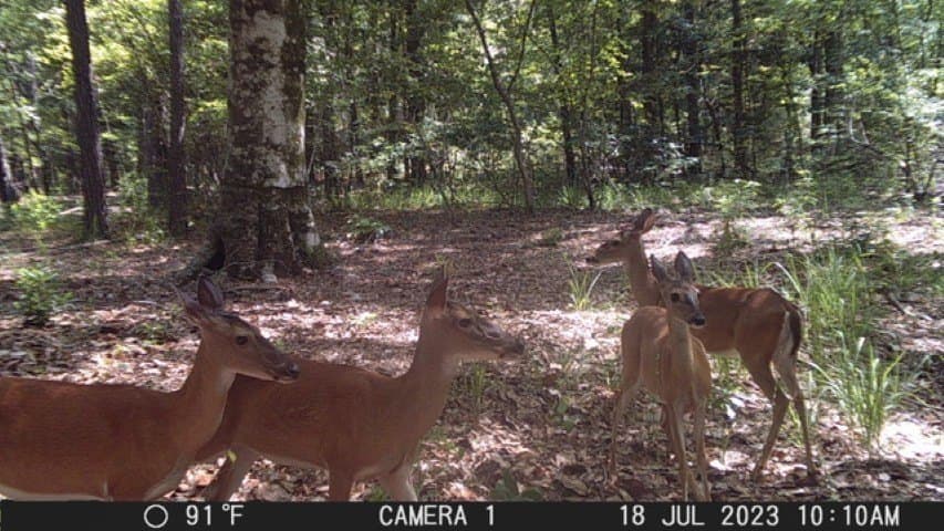 26.48 acres in San Augustine County - photo 5