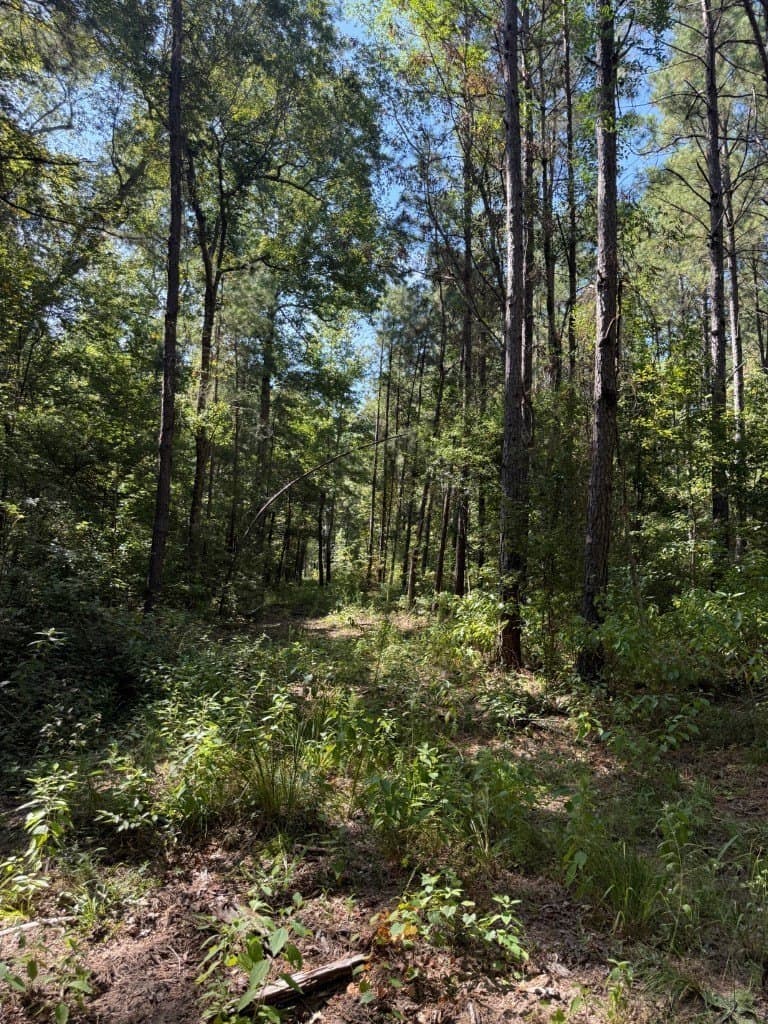 26.48 acres in San Augustine County - photo 25