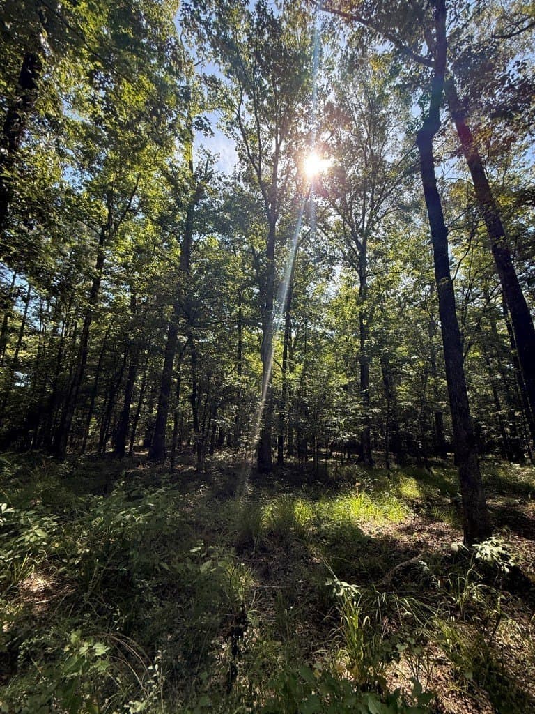 26.48 acres in San Augustine County - photo 26