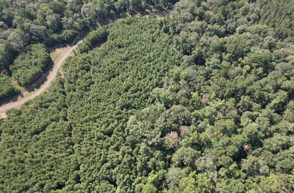 26.48 acres in San Augustine County - photo 18