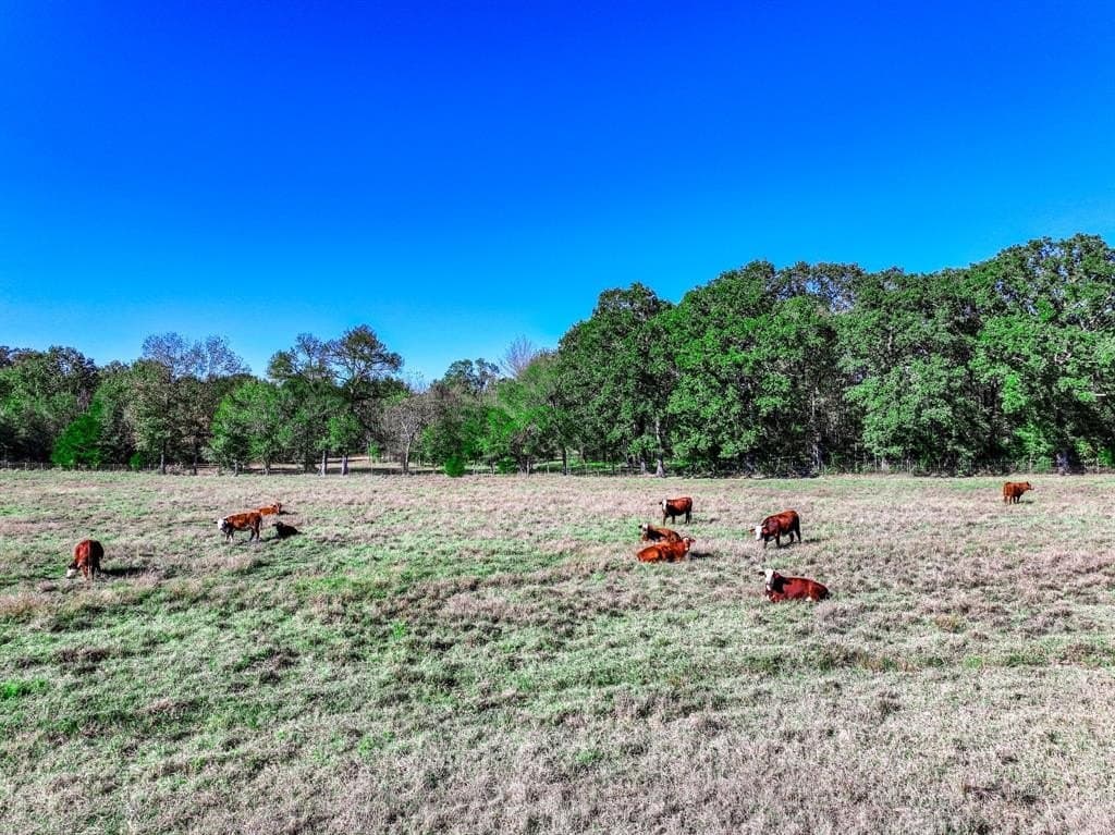47 acres in Lamar County featured view