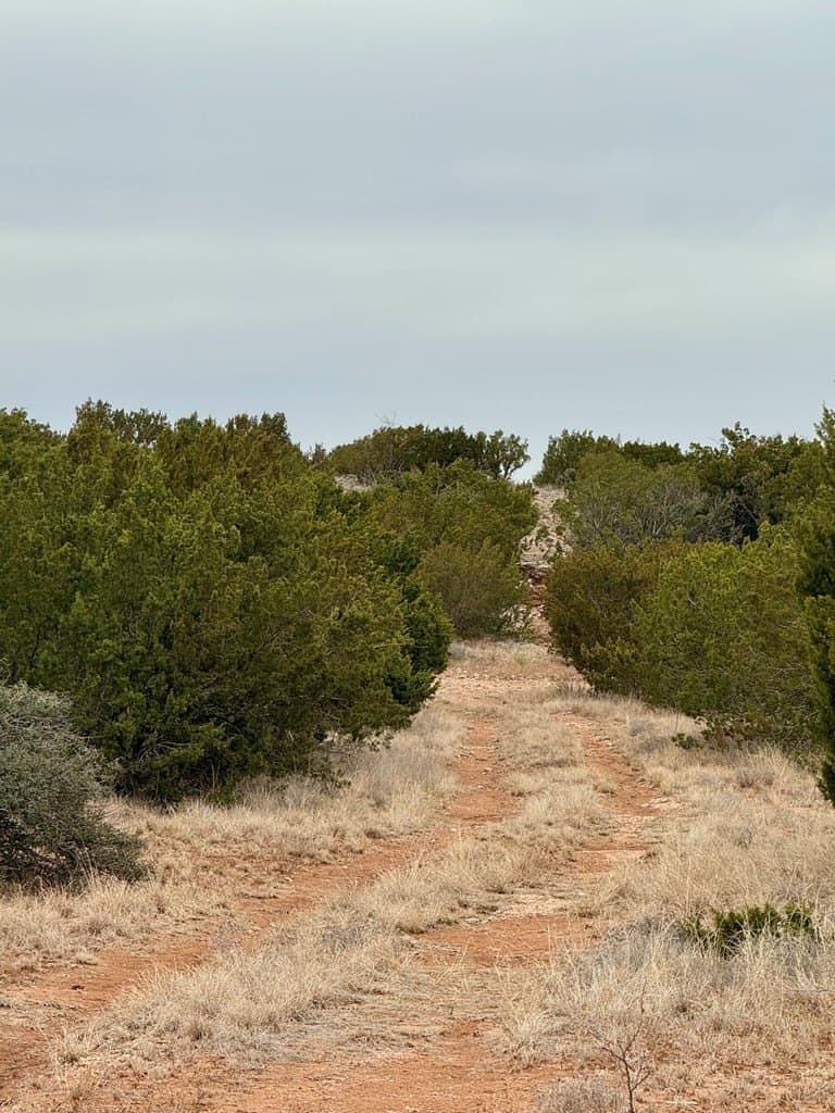 43.37 acres in Coke County gallery image 4