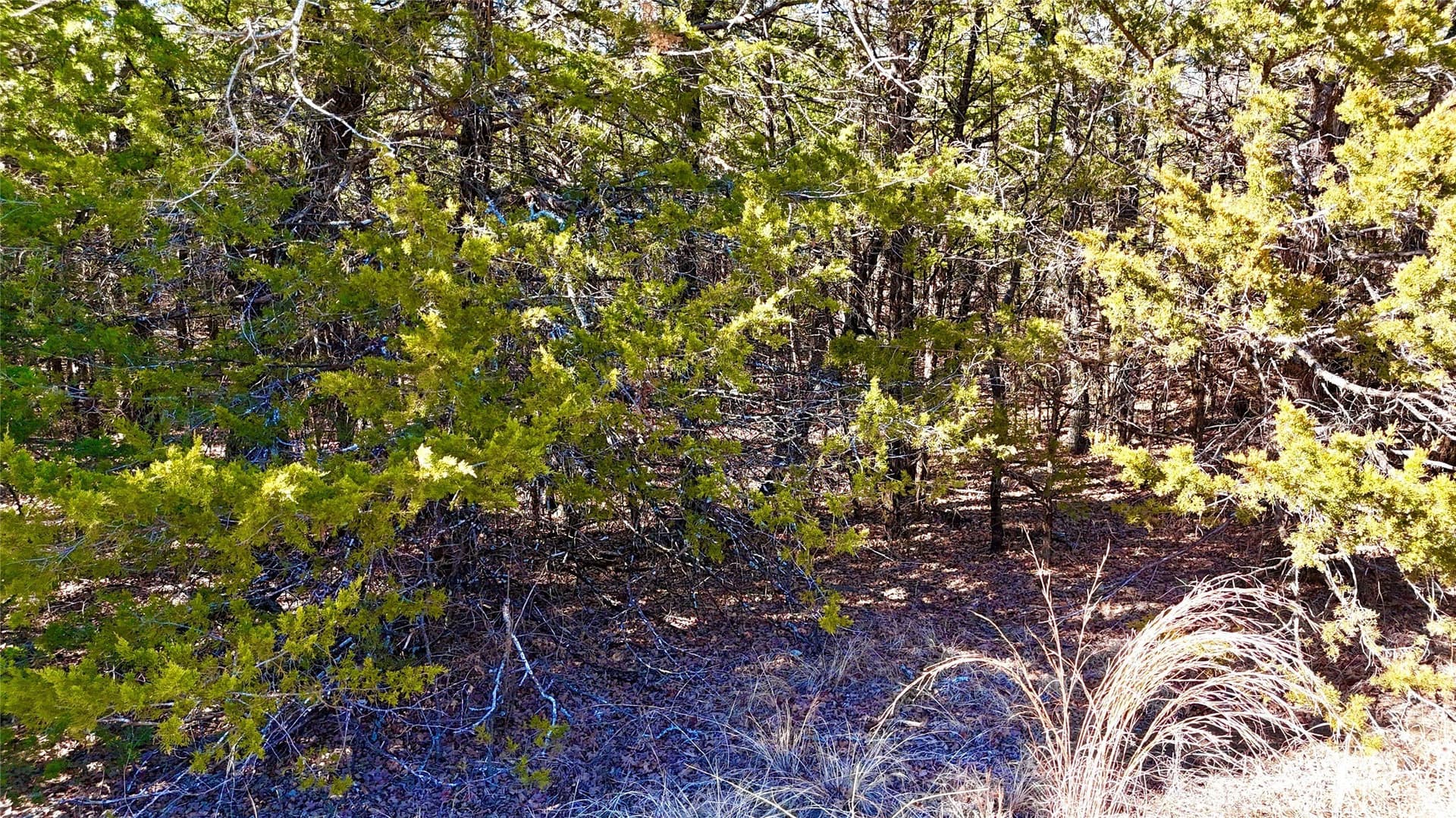 88 acres in Cooke County - photo 12