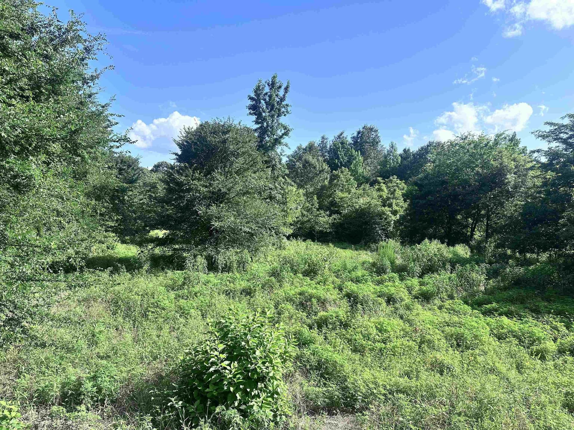 1 acres in Upshur County gallery image 2