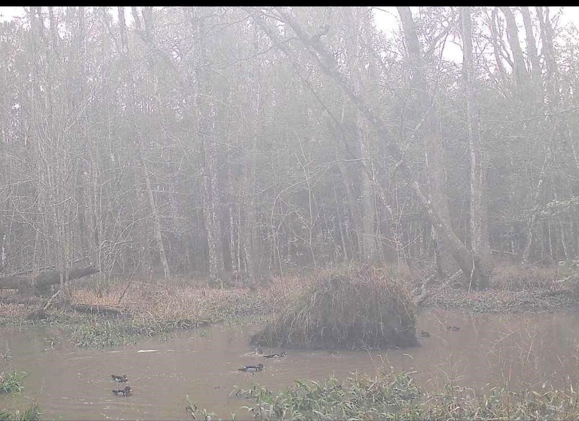 15 acres in Texas County - photo 12
