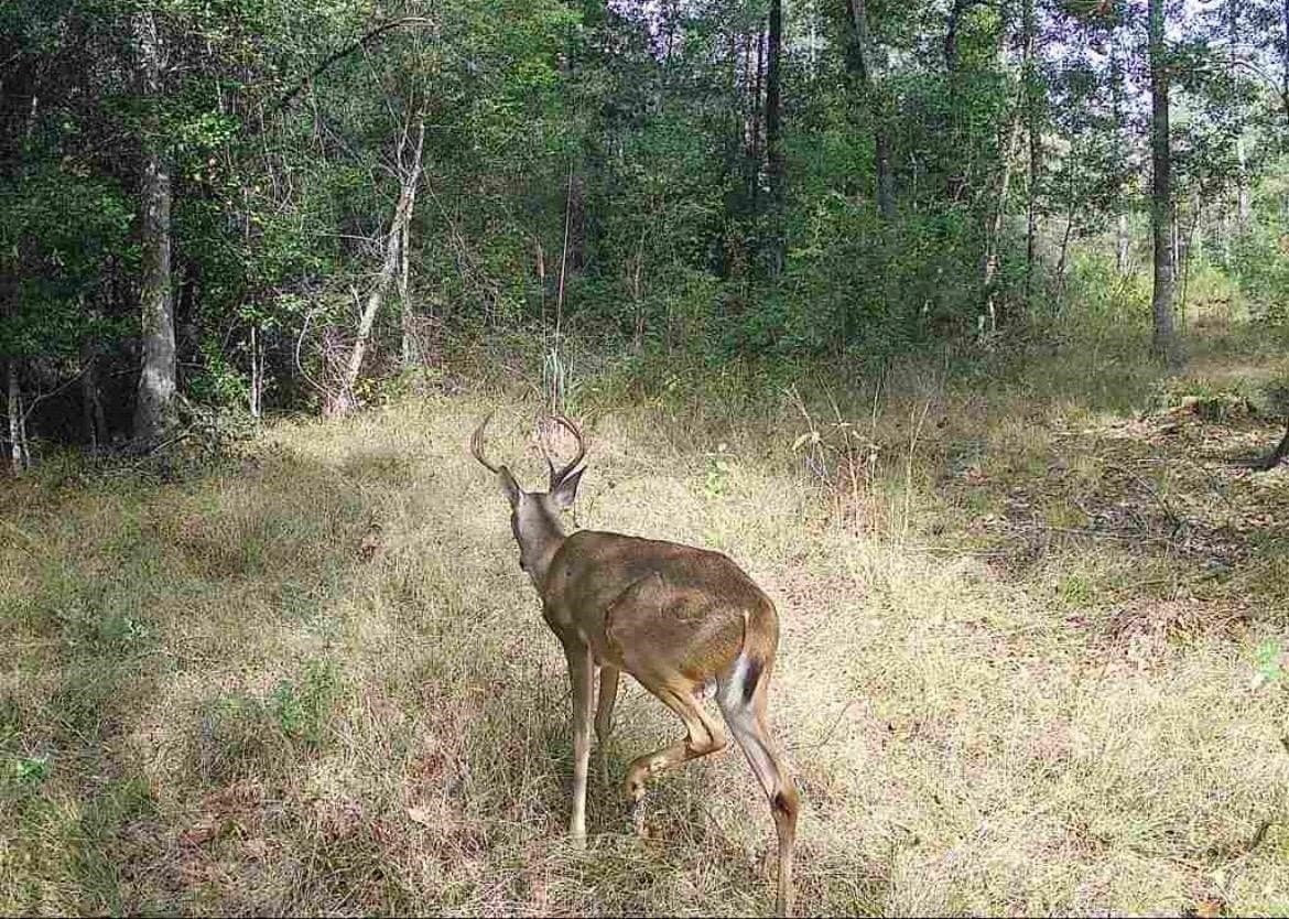 15 acres in Texas County gallery image 2