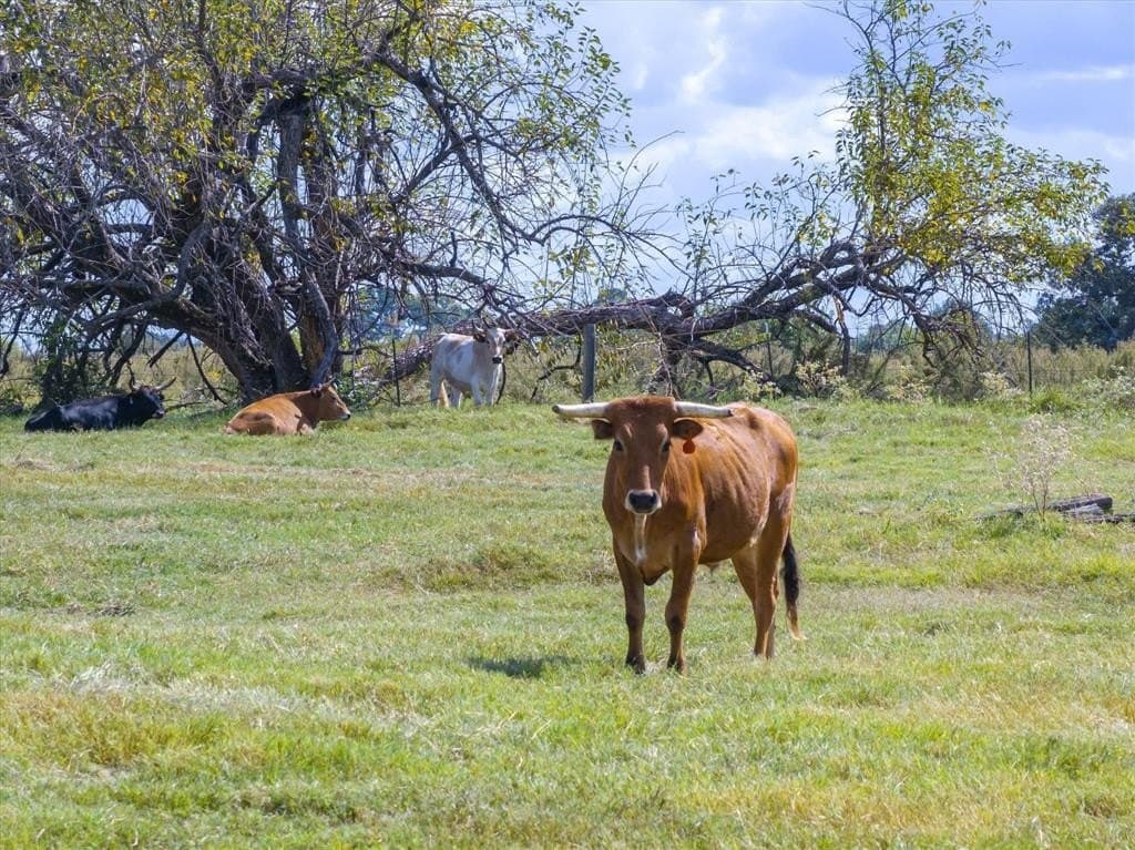 24.74 acres in Van Zandt County featured view