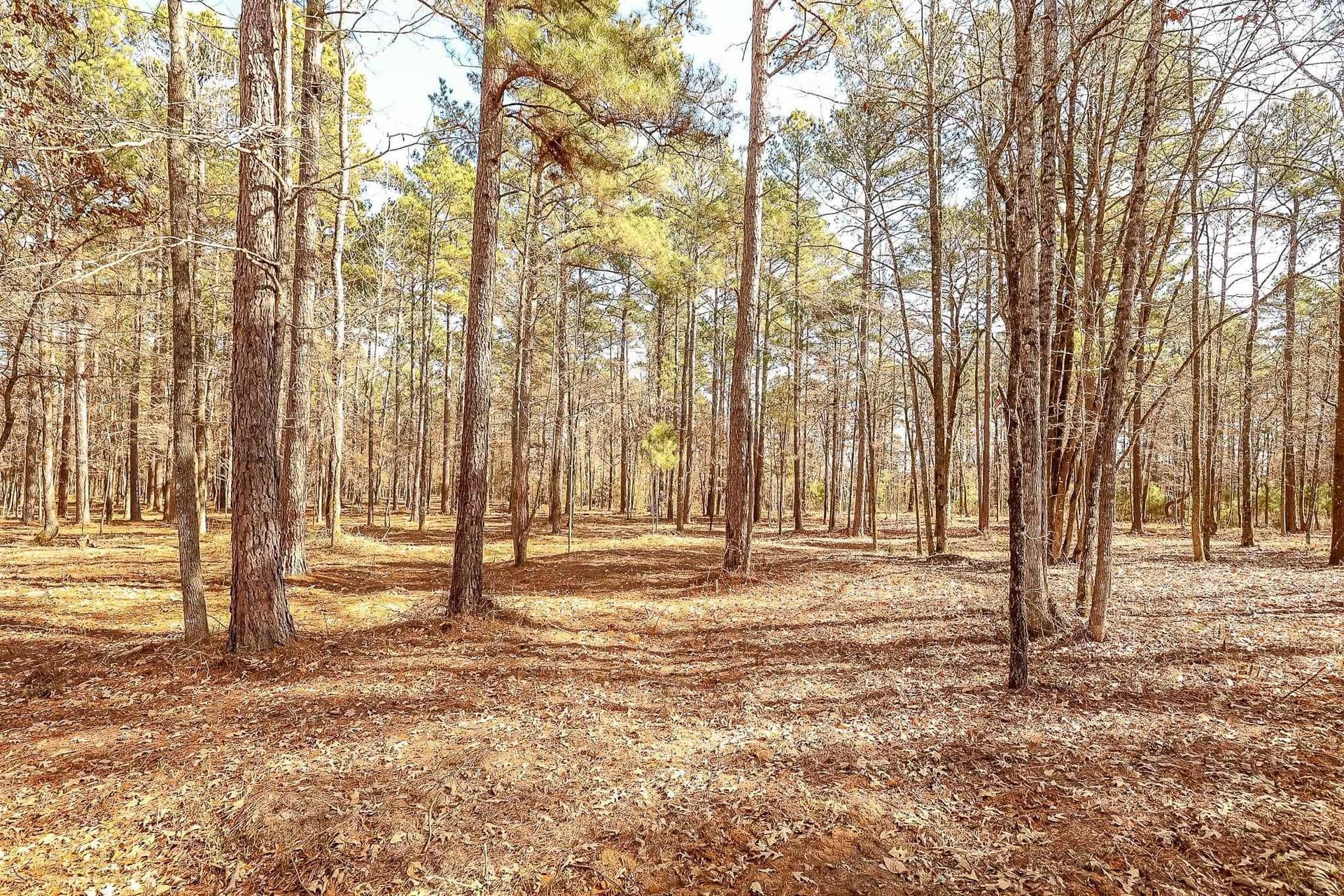 16.5 acres in Marion County - photo 12
