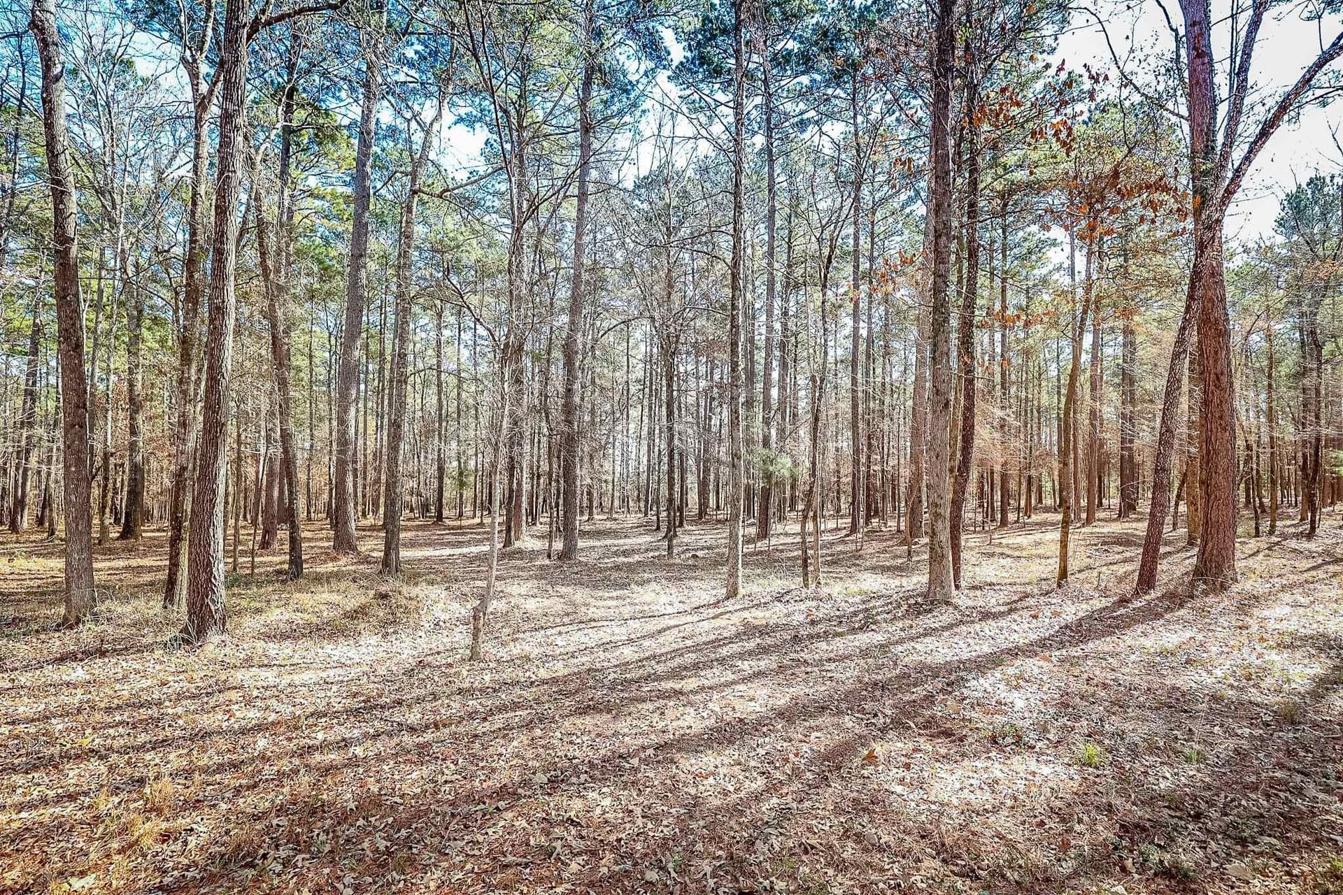 16.5 acres in Marion County - photo 8