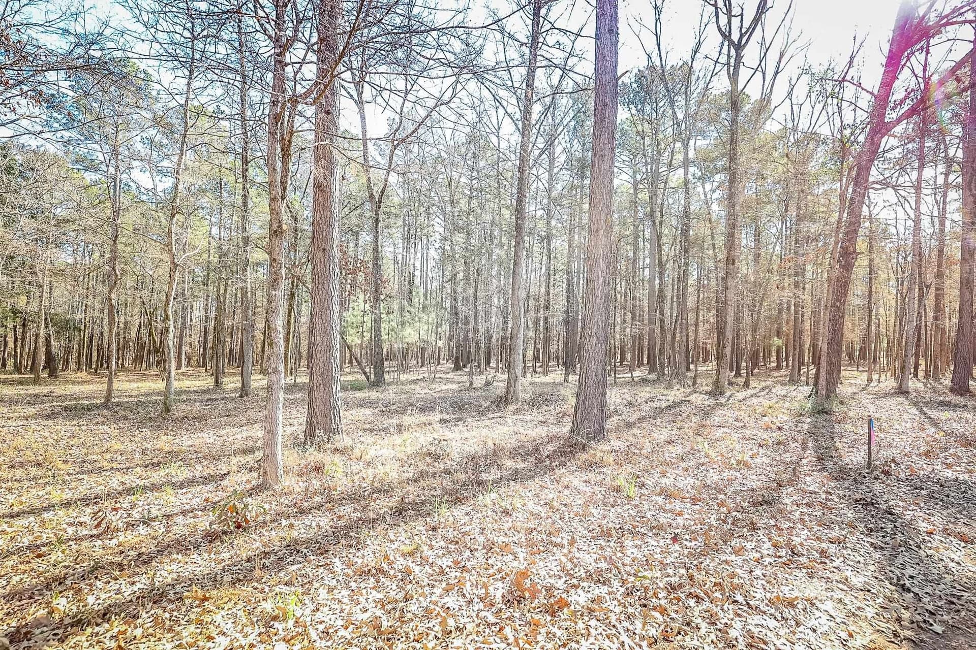 16.5 acres in Marion County - photo 7