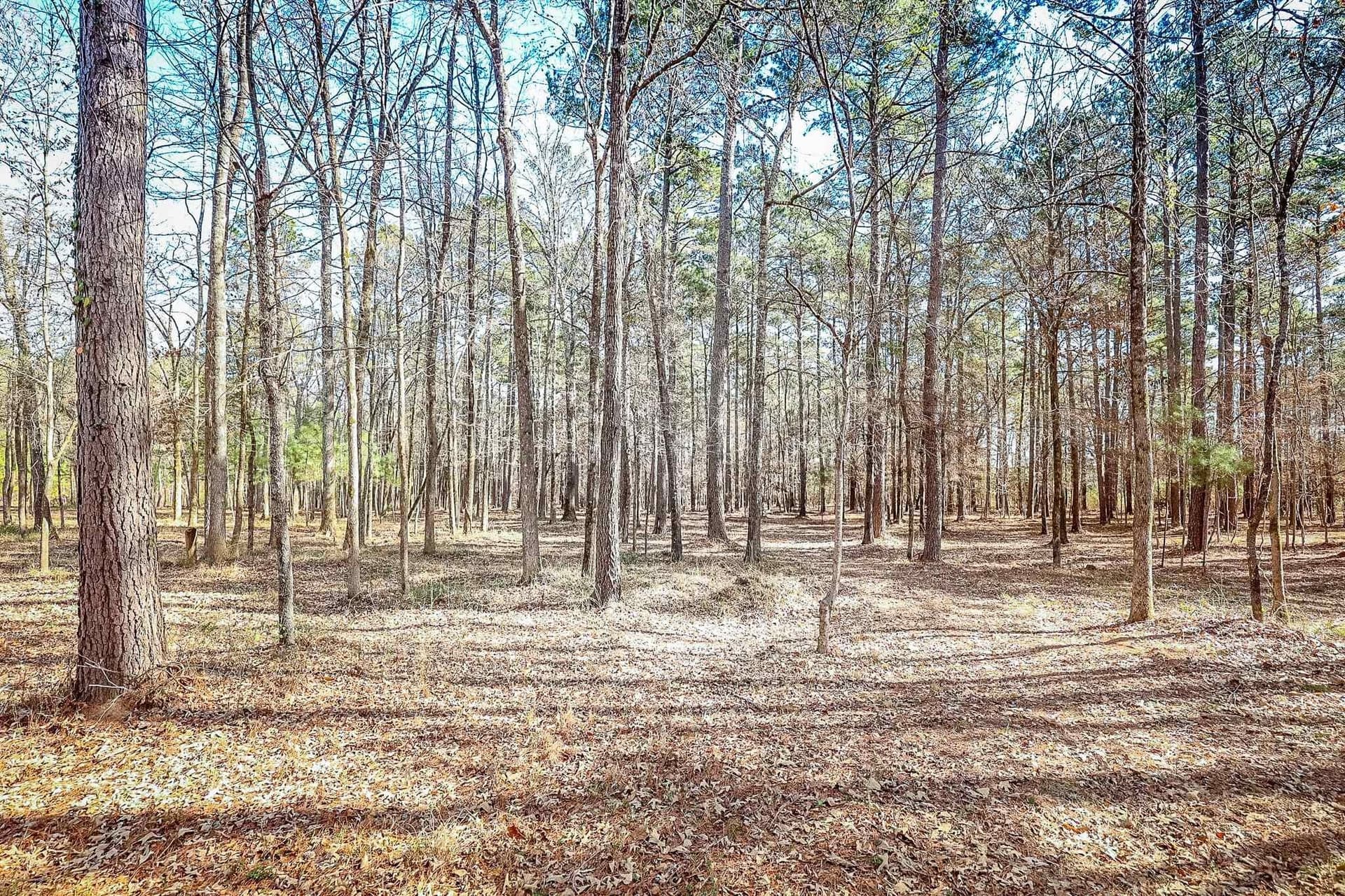 16.5 acres in Marion County - photo 9