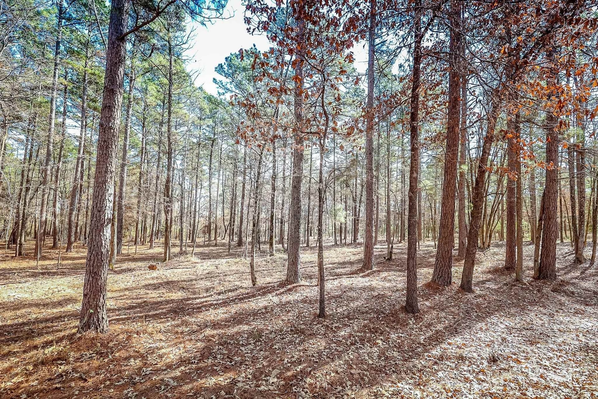 16.5 acres in Marion County - photo 11
