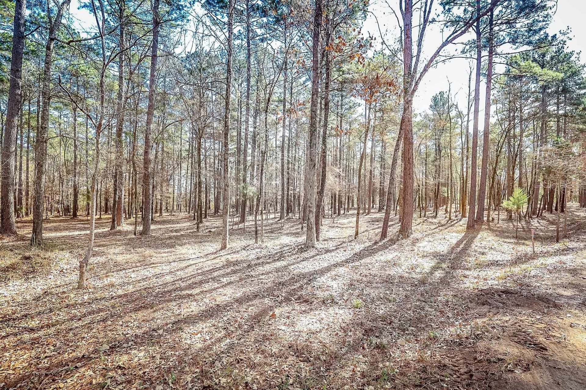 16.5 acres in Marion County - photo 10