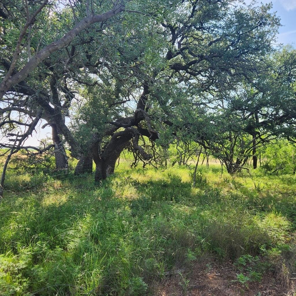 155 acres in Coleman County - photo 4