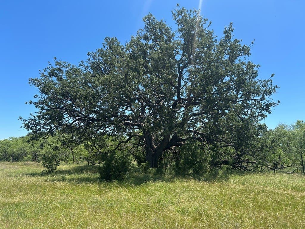 155 acres in Coleman County - photo 11