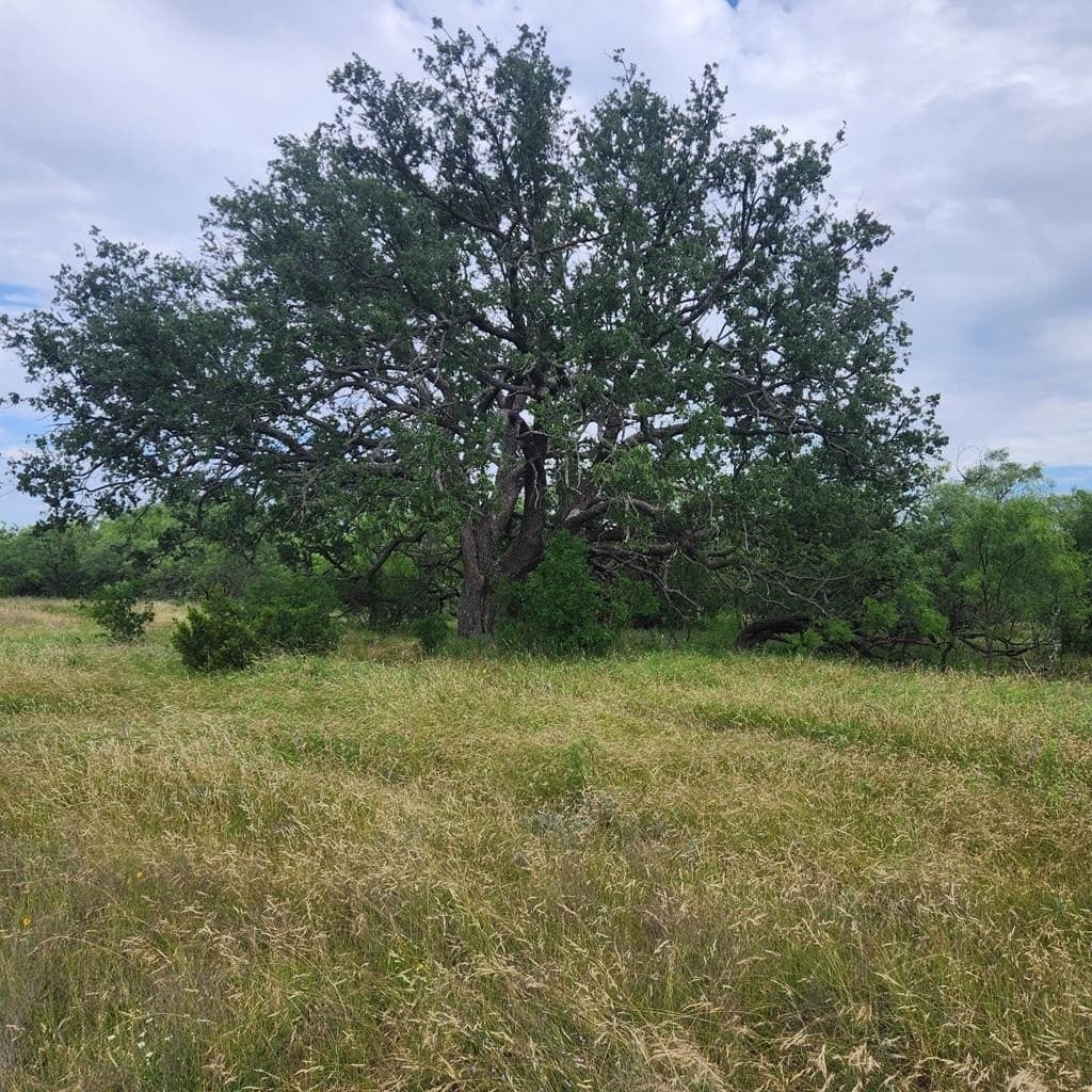 155 acres in Coleman County - photo 2