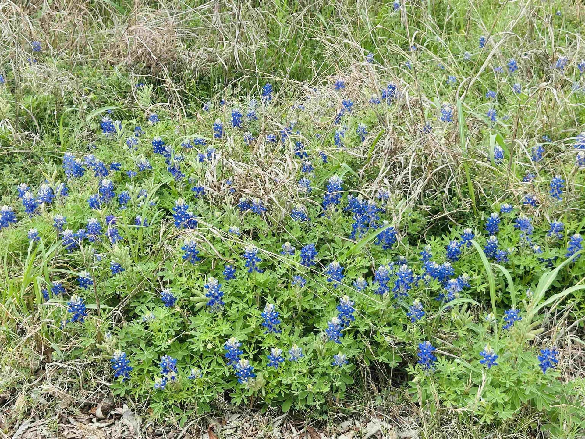 1.4 acres in Llano County - photo 6