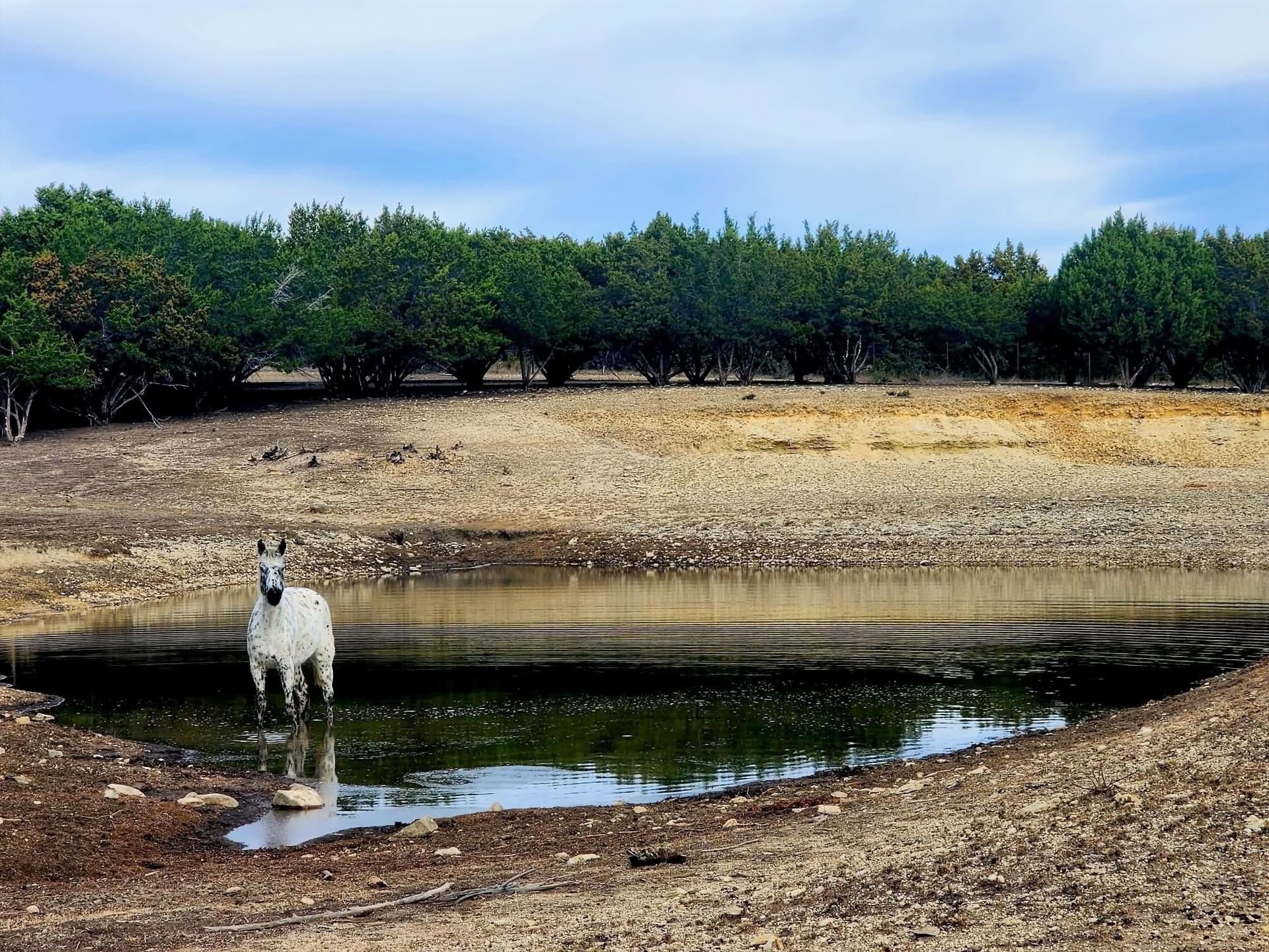 207 acres in Burnet County gallery image 4