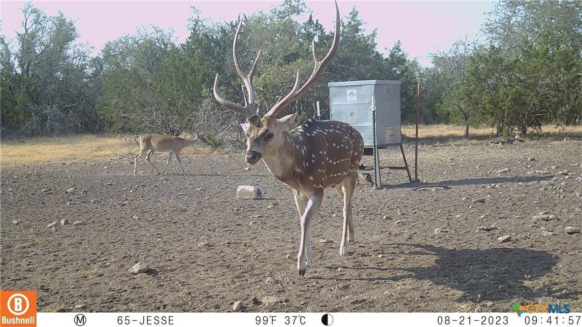 397.23 acres in Gillespie County gallery image 2