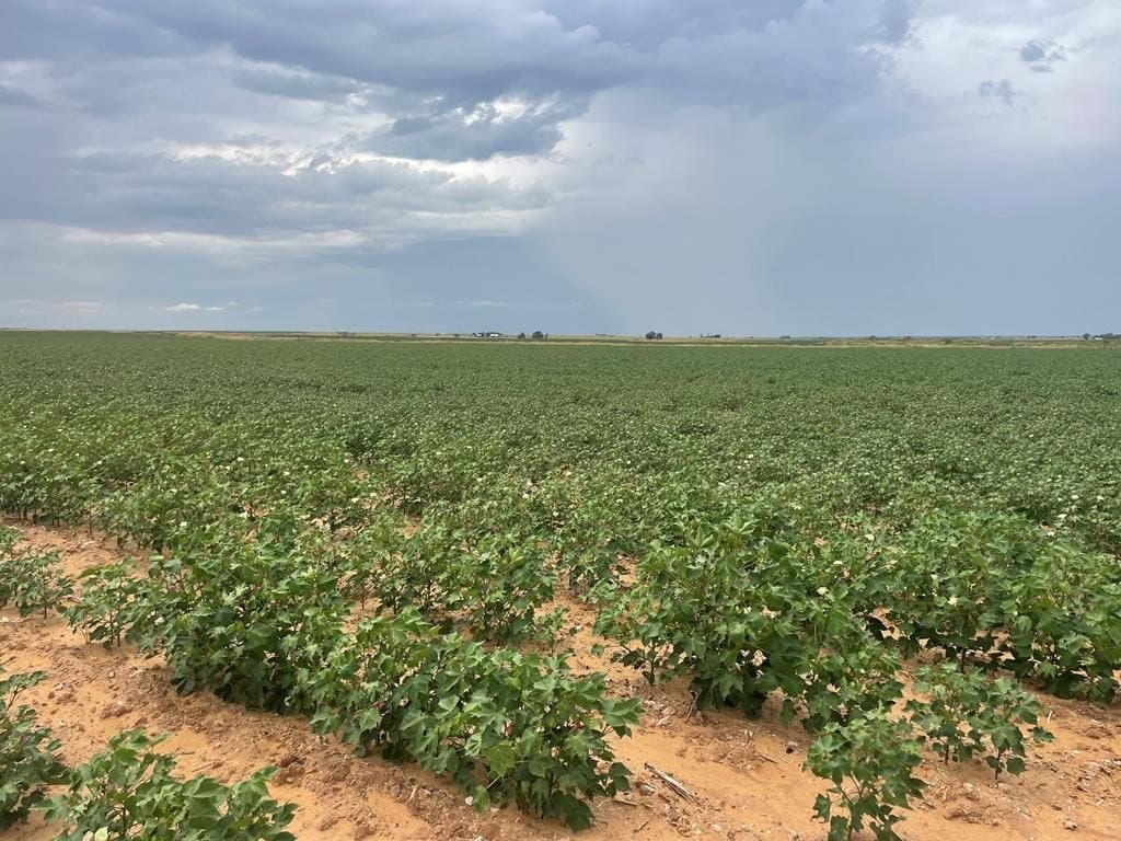 160 acres in Mitchell County